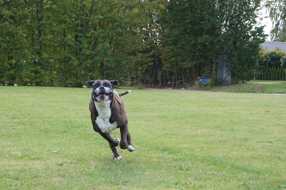 Boxer Rysse (Ikke mere min) billede 4