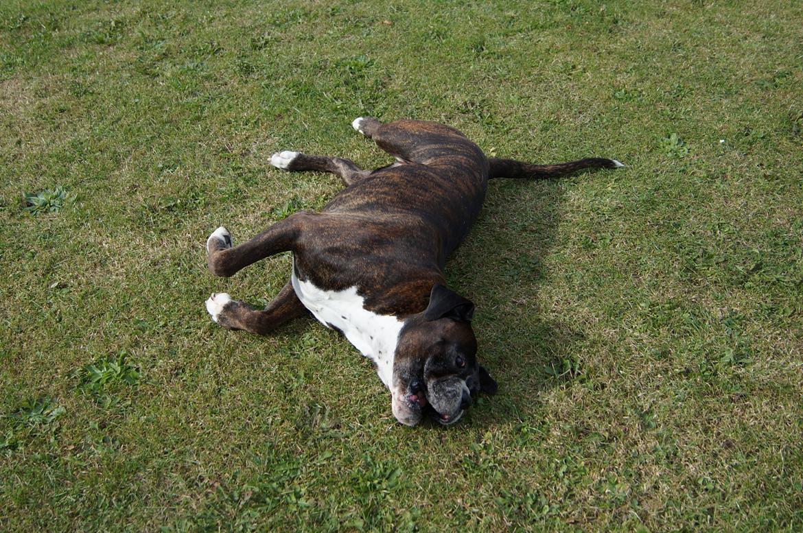 Boxer Rysse (Ikke mere min) billede 5