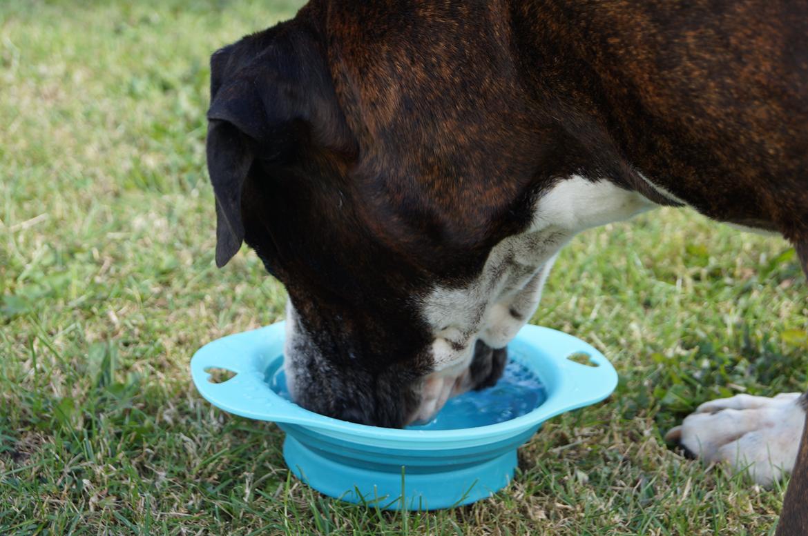 Boxer Rysse (Ikke mere min) billede 6