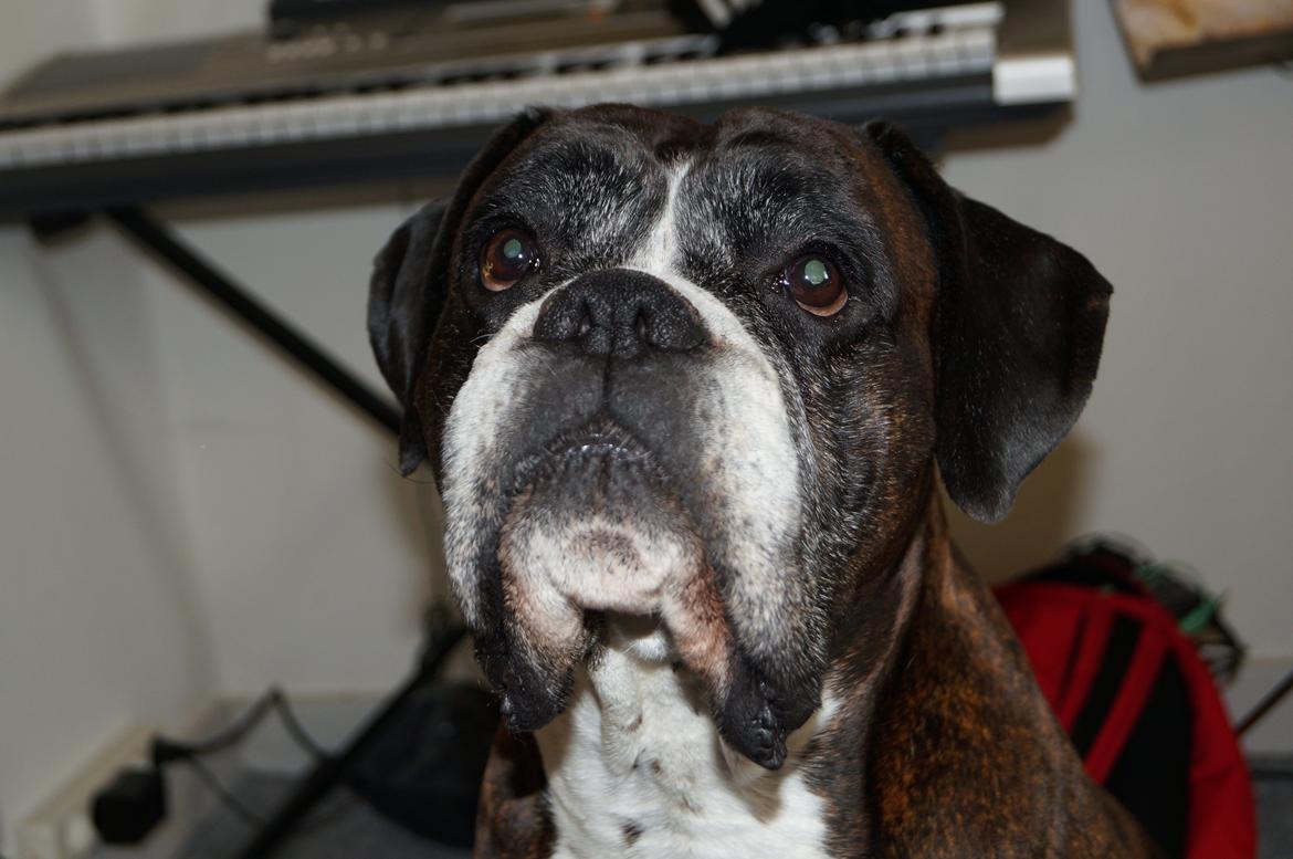 Boxer Rysse (Ikke mere min) billede 7