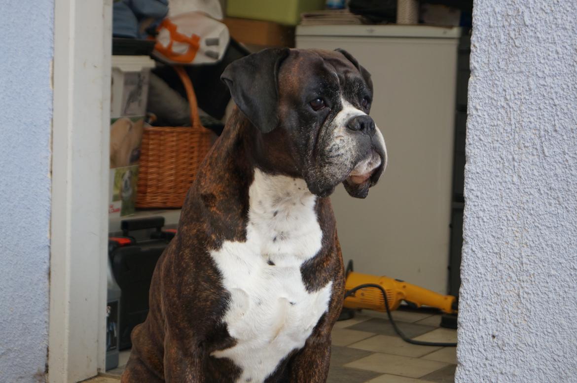 Boxer Rysse (Ikke mere min) billede 8