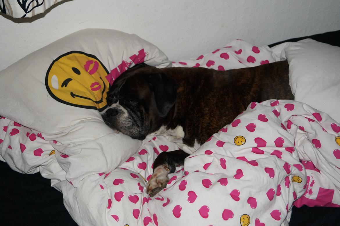 Boxer Rysse (Ikke mere min) billede 9