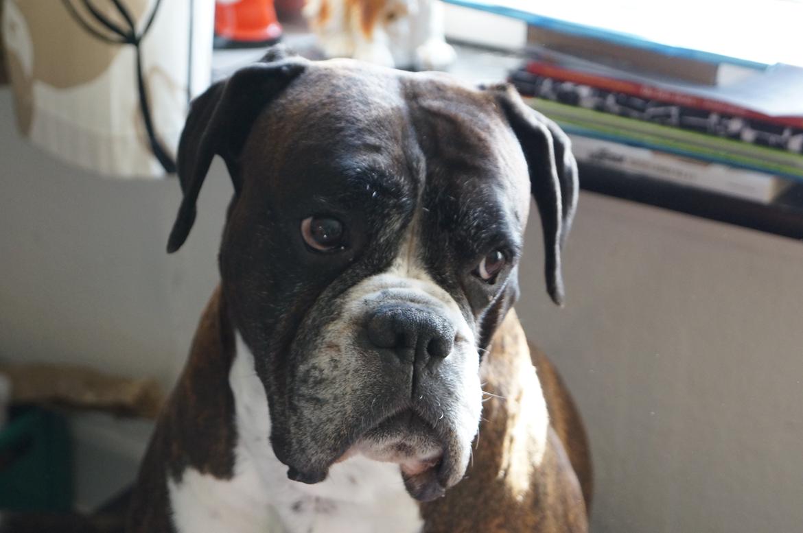 Boxer Rysse (Ikke mere min) billede 10