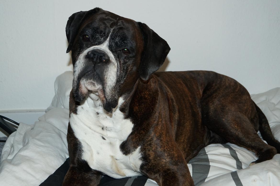 Boxer Rysse (Ikke mere min) billede 11