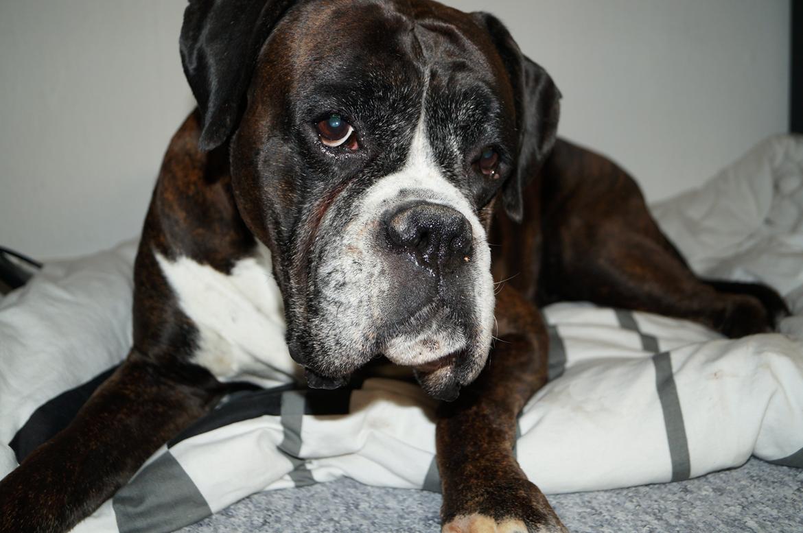 Boxer Rysse (Ikke mere min) billede 12