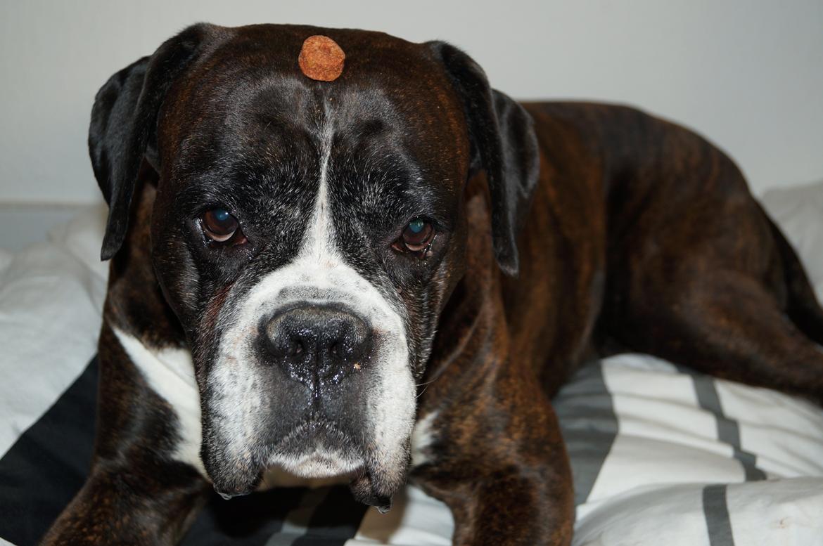 Boxer Rysse (Ikke mere min) billede 13