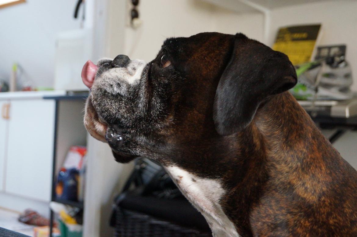 Boxer Rysse (Ikke mere min) billede 14
