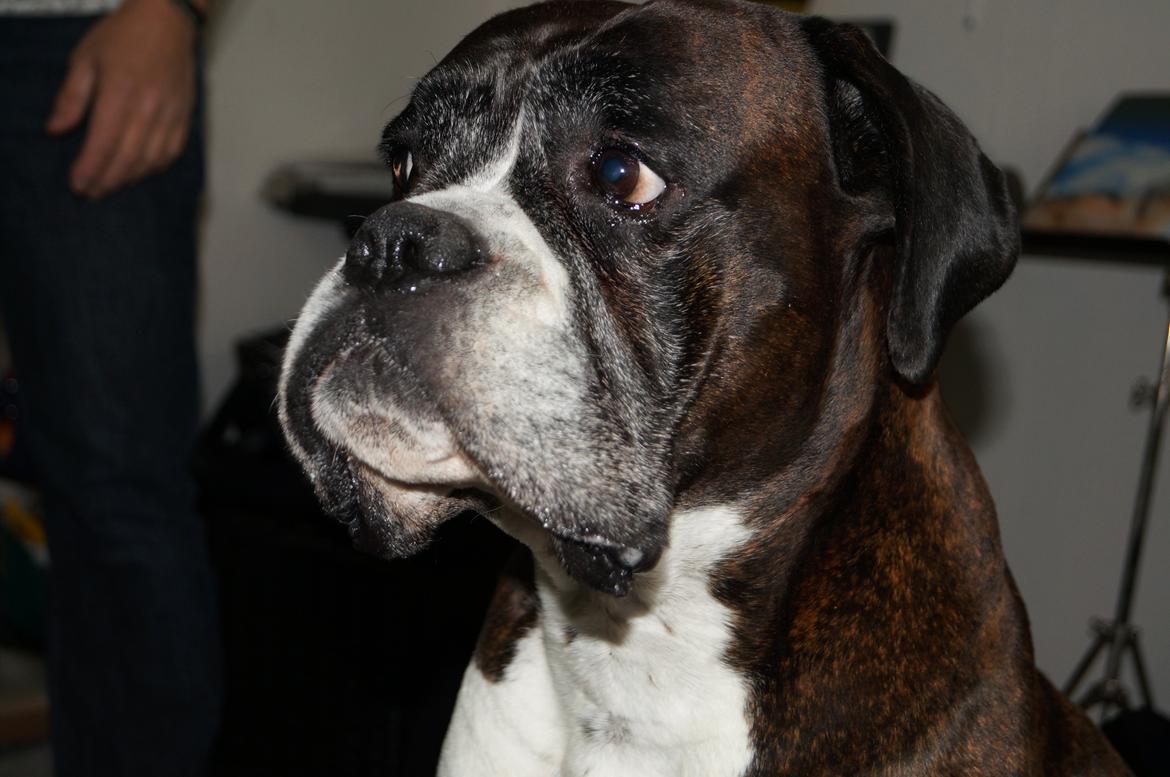Boxer Rysse (Ikke mere min) billede 15