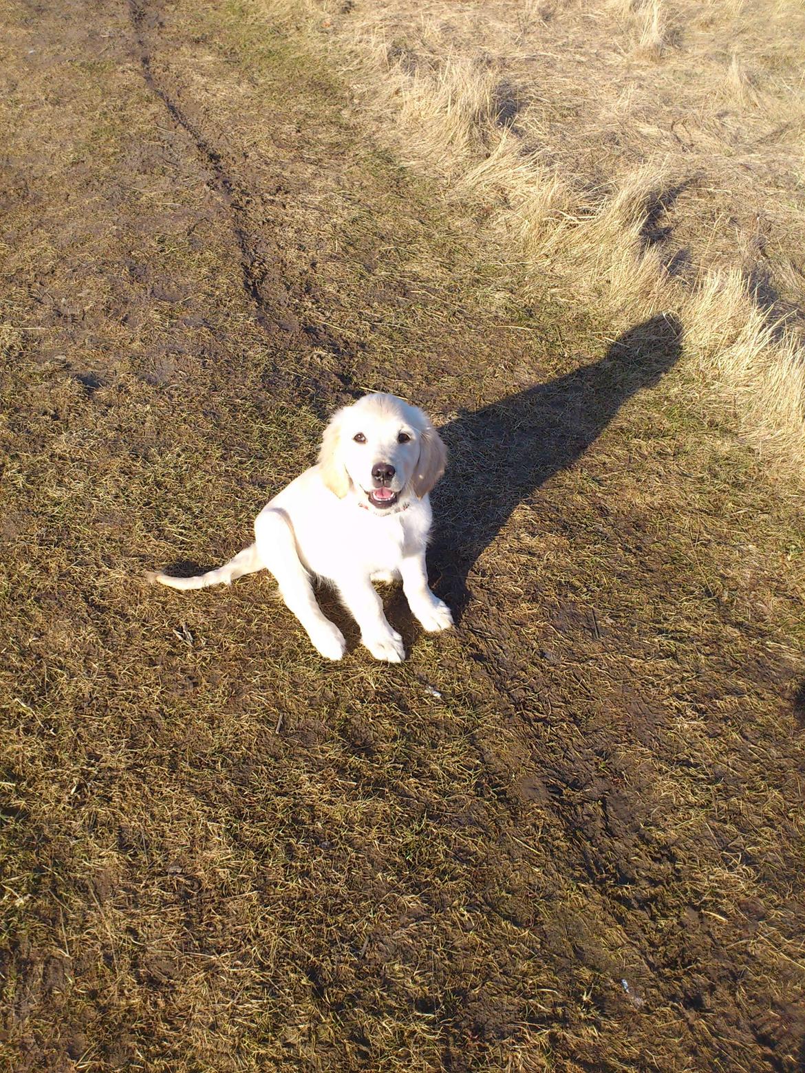 Golden retriever amanda og hugo billede 12
