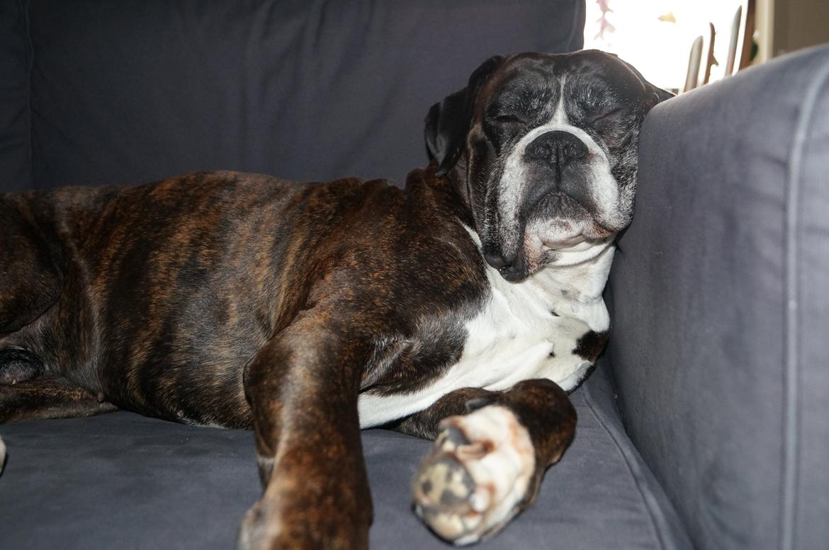 Boxer Rysse (Ikke mere min) billede 16