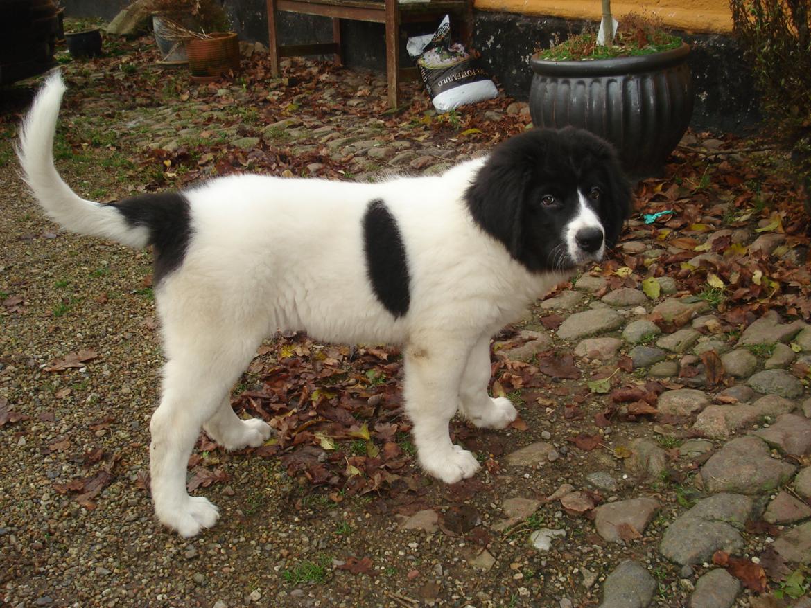 Landseer Emmie - Landseergårdens Embracing Emmie billede 1