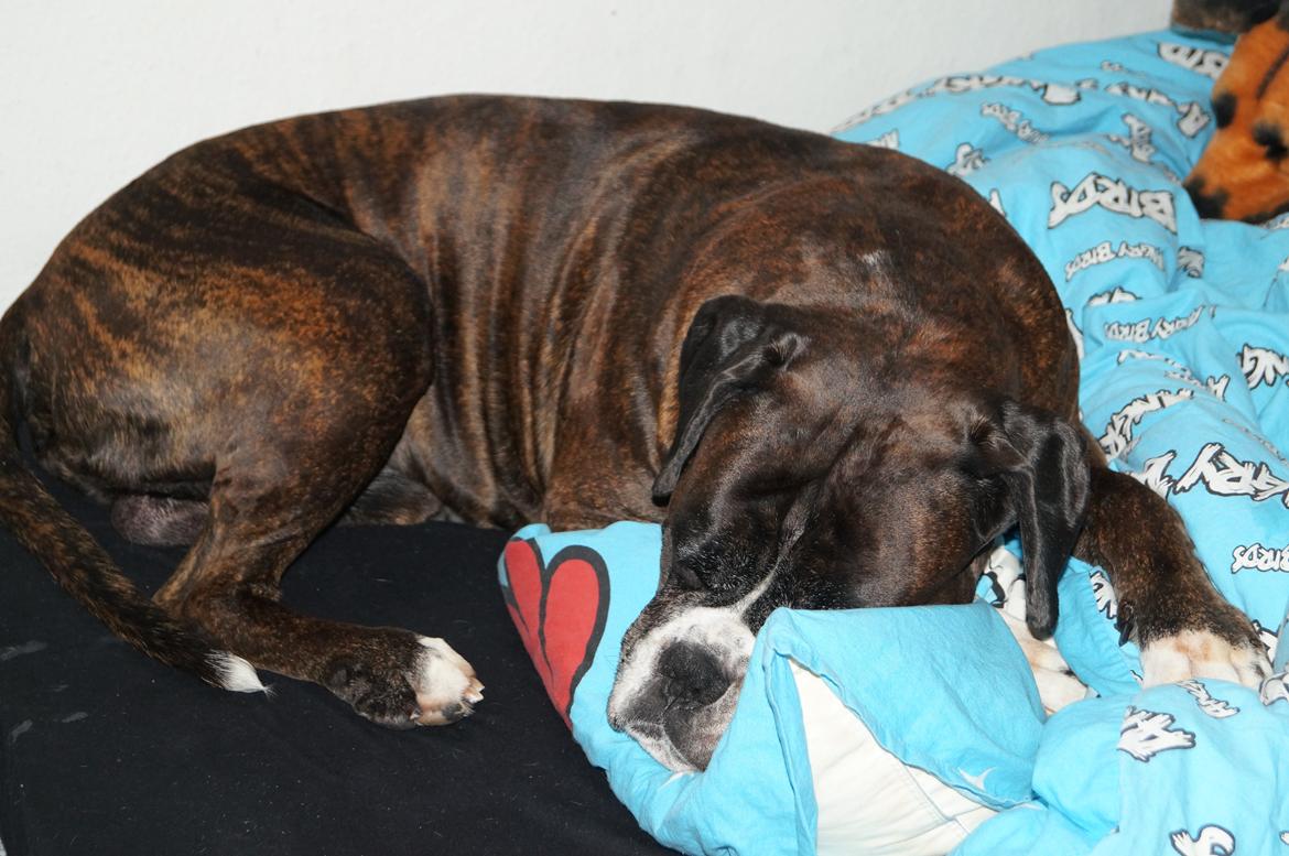 Boxer Rysse (Ikke mere min) billede 17