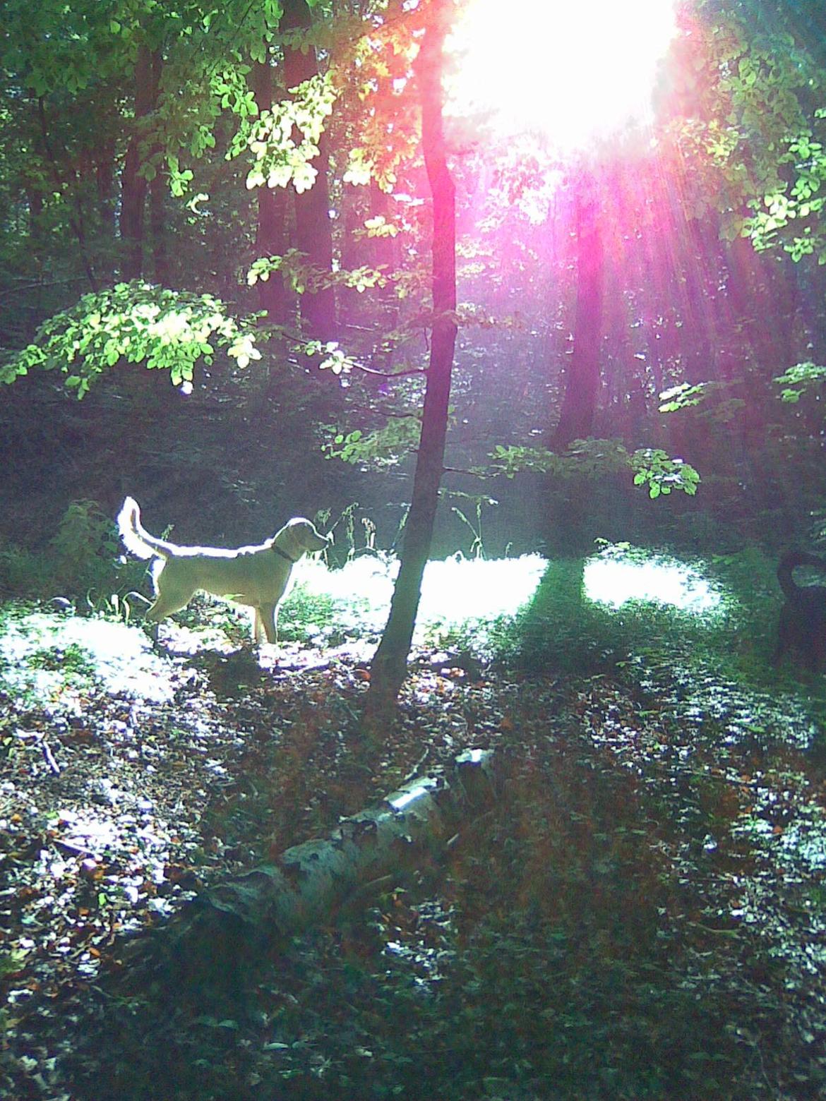 Golden retriever amanda og hugo - Amanda  billede 13