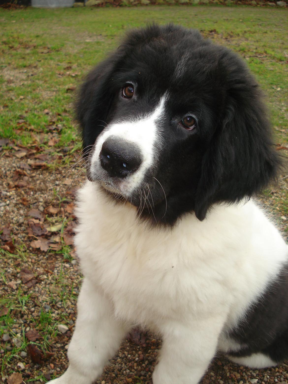 Landseer Emmie - Dejlige Emmie billede 2