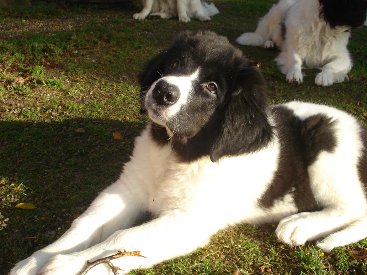 Landseer Emmie billede 3