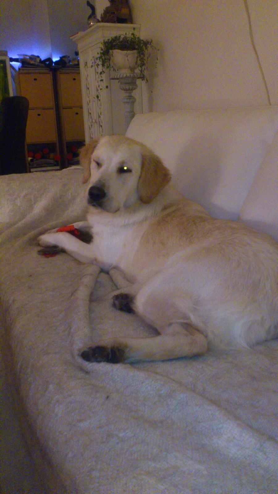 Golden retriever amanda og hugo - amanda billede 14