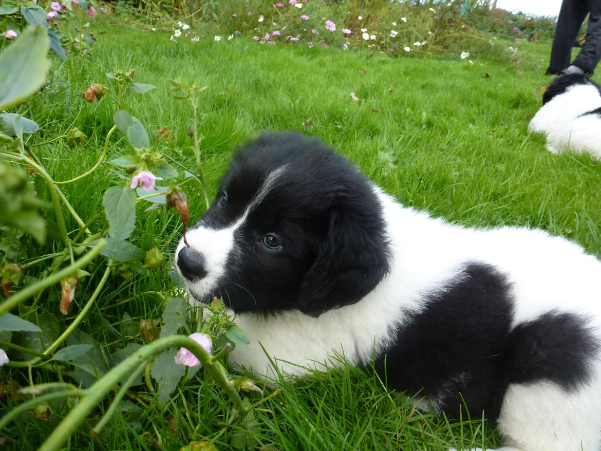 Landseer Emmie billede 4