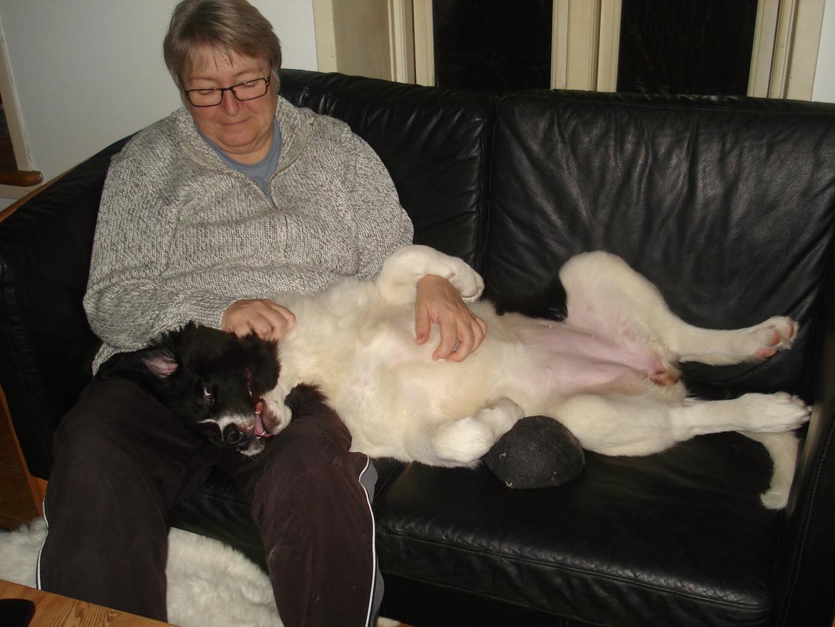 Landseer Emmie - Emmie elsker at hygge. billede 5