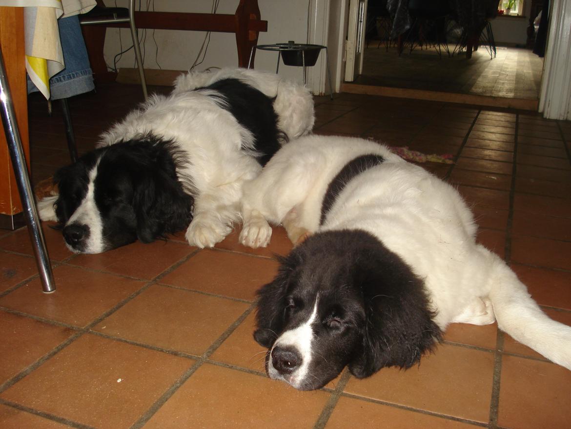 Landseer Emmie - Emmie og hendes mor Adina. billede 6