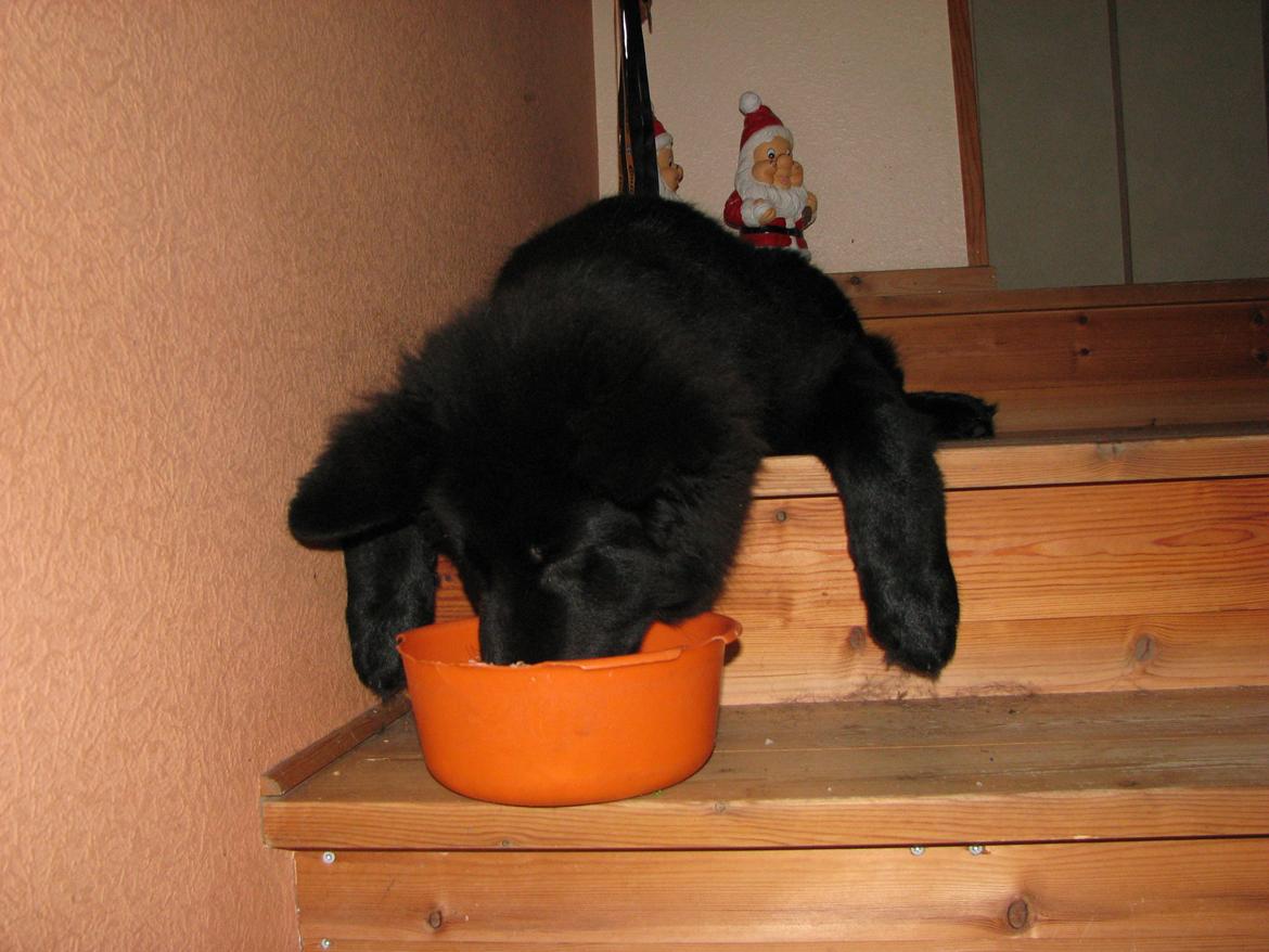 Schæferhund Tessa - Spises skal der, selvom man er træt. billede 14