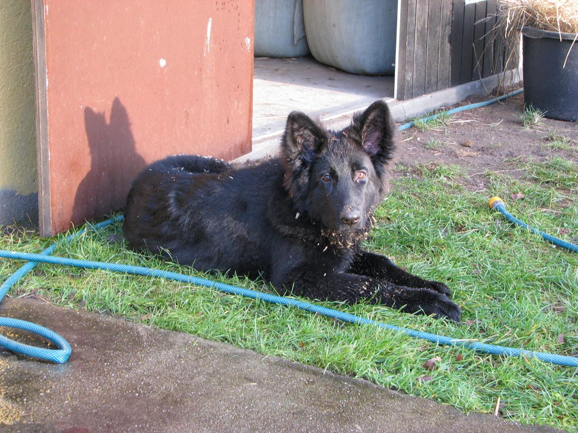 Schæferhund Tessa - 4½ mdr. og har hjulpet til i stalden billede 15