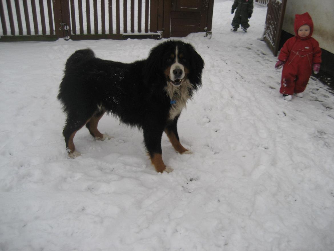 Berner sennenhund buller billede 6