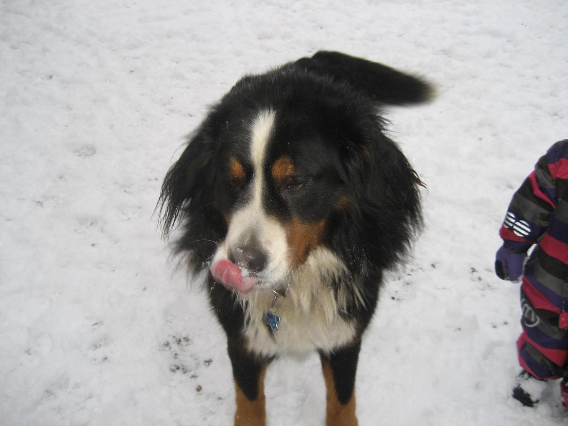 Berner sennenhund buller billede 7