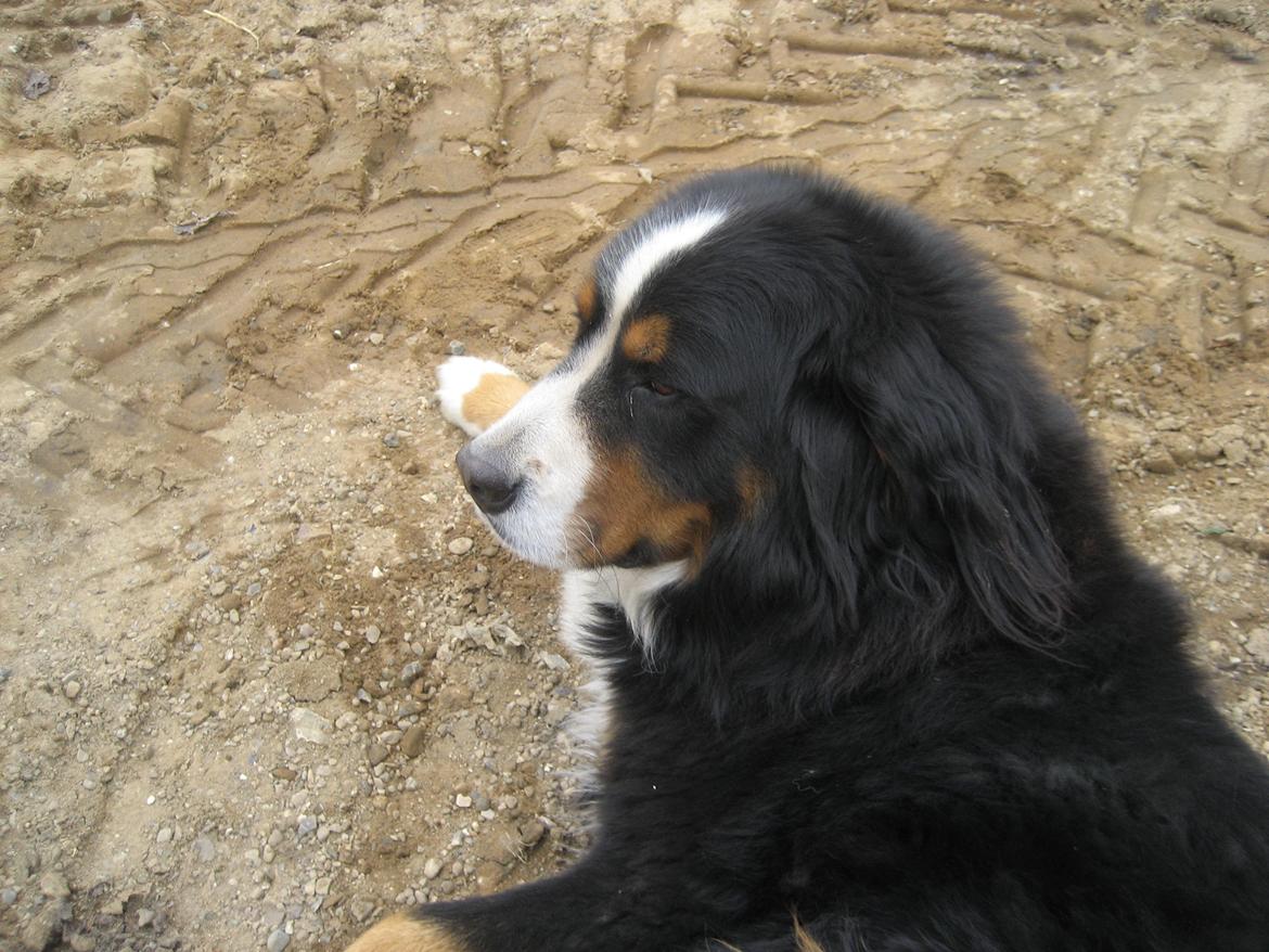 Berner sennenhund buller billede 8