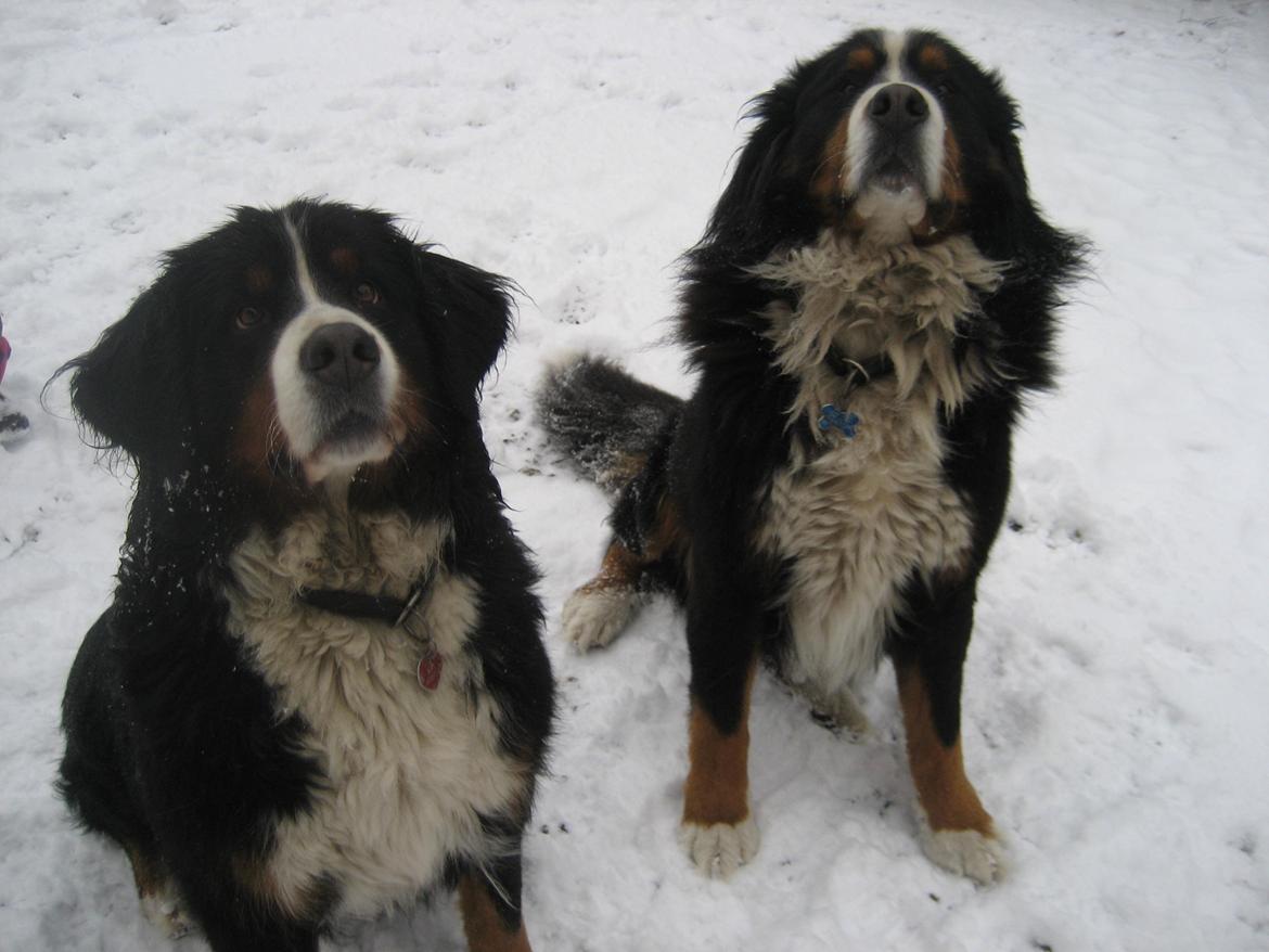 Berner sennenhund buller billede 9