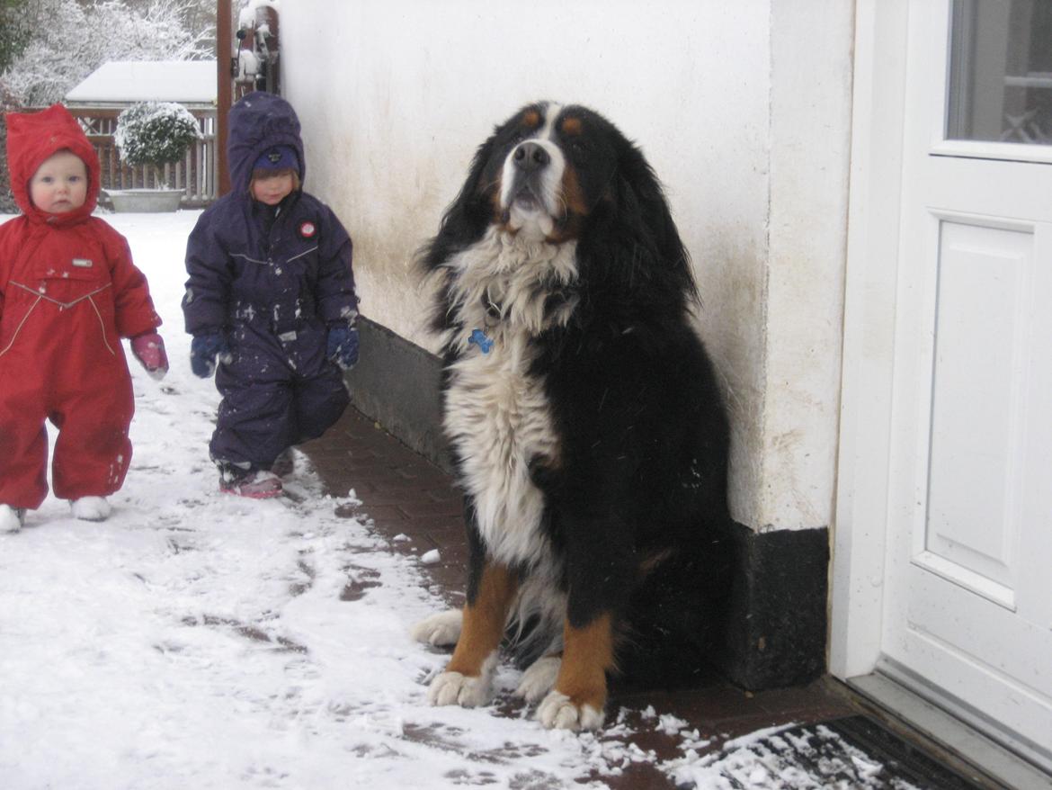 Berner sennenhund buller billede 10