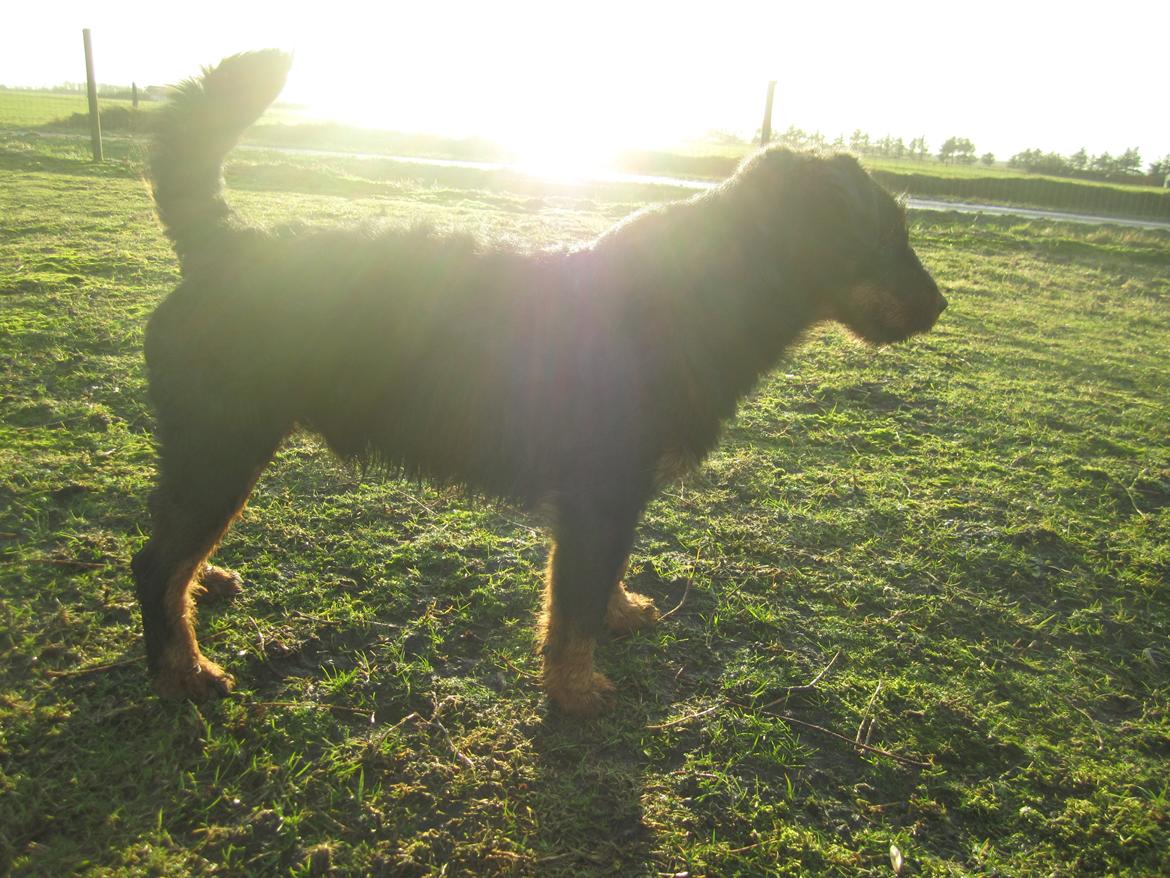 Tysk jagtterrier Buller<3 Farvel min ven <3 - Hvor er det hort at være i rambelys!   billede 2