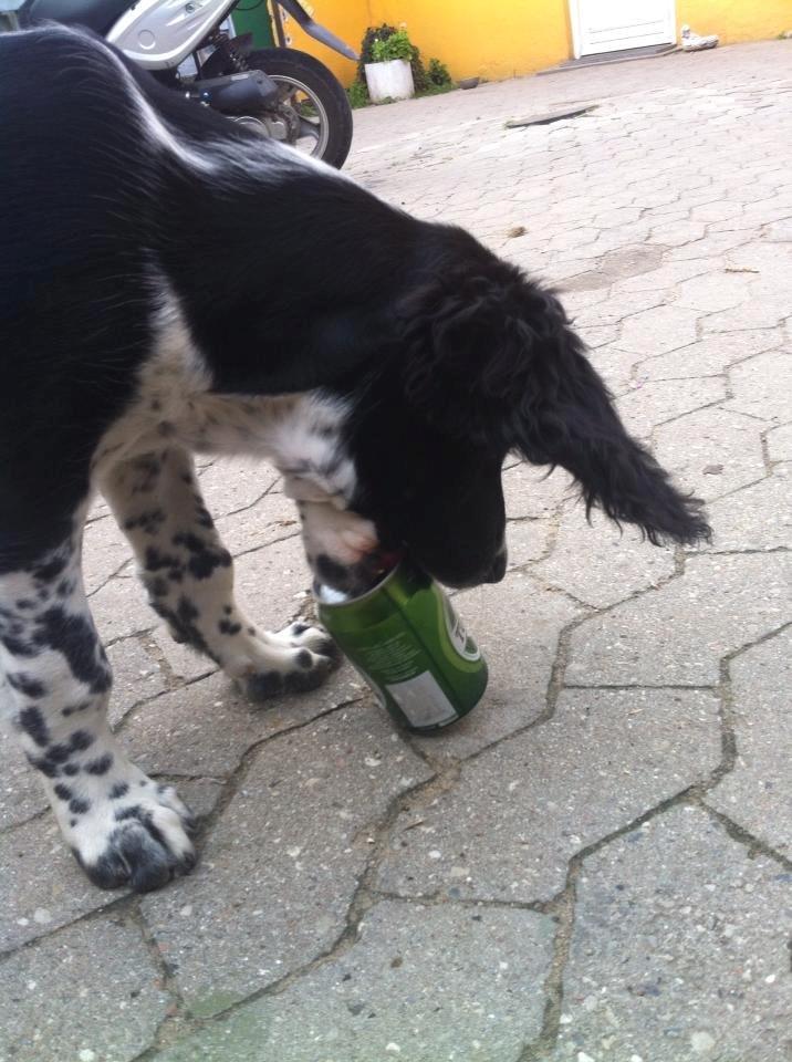 Engelsk springer spaniel Malthe - Min helt egen lille alkoholiker ;) billede 20