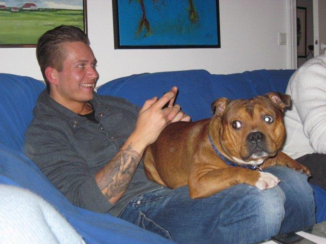 Staffordshire bull terrier Tovdal Sulja Boy - Enzo - Hygge julen 2012 billede 3