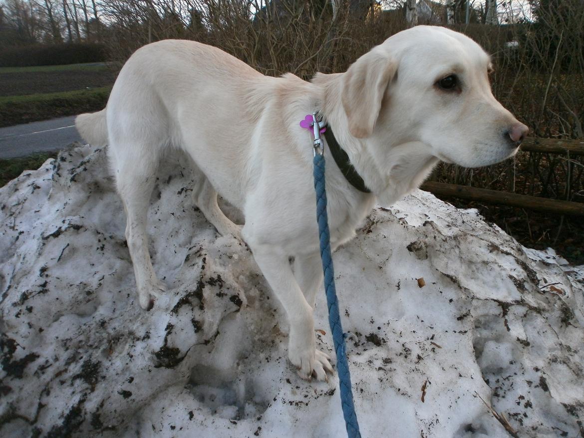 Blanding af racer †Puk† - :D <3 billede 7