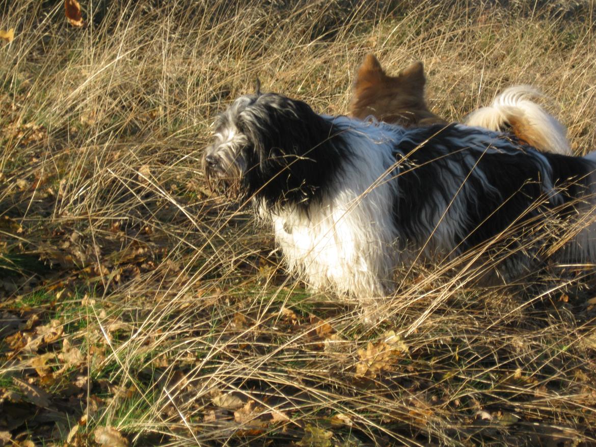 Schapendoes Axel - Han er opmærksom på en anden hund billede 8