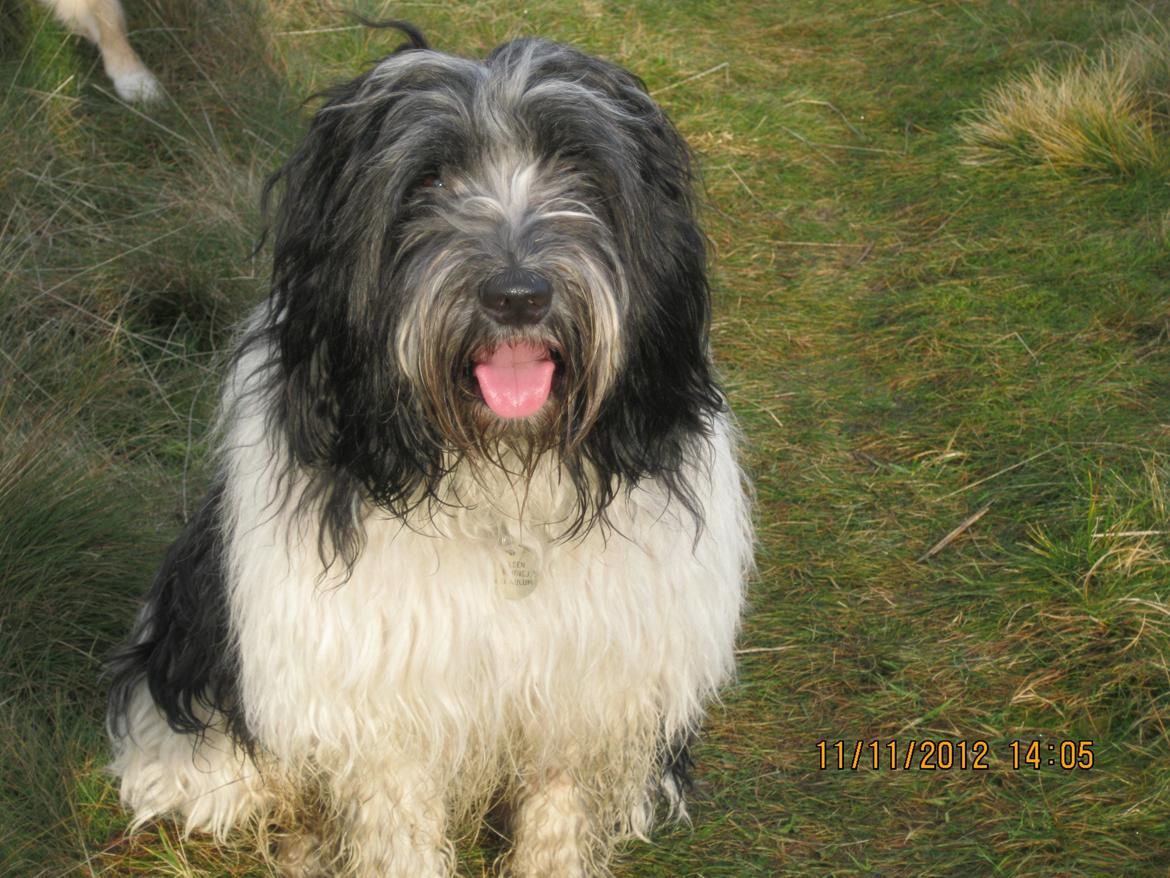 Schapendoes Axel billede 9