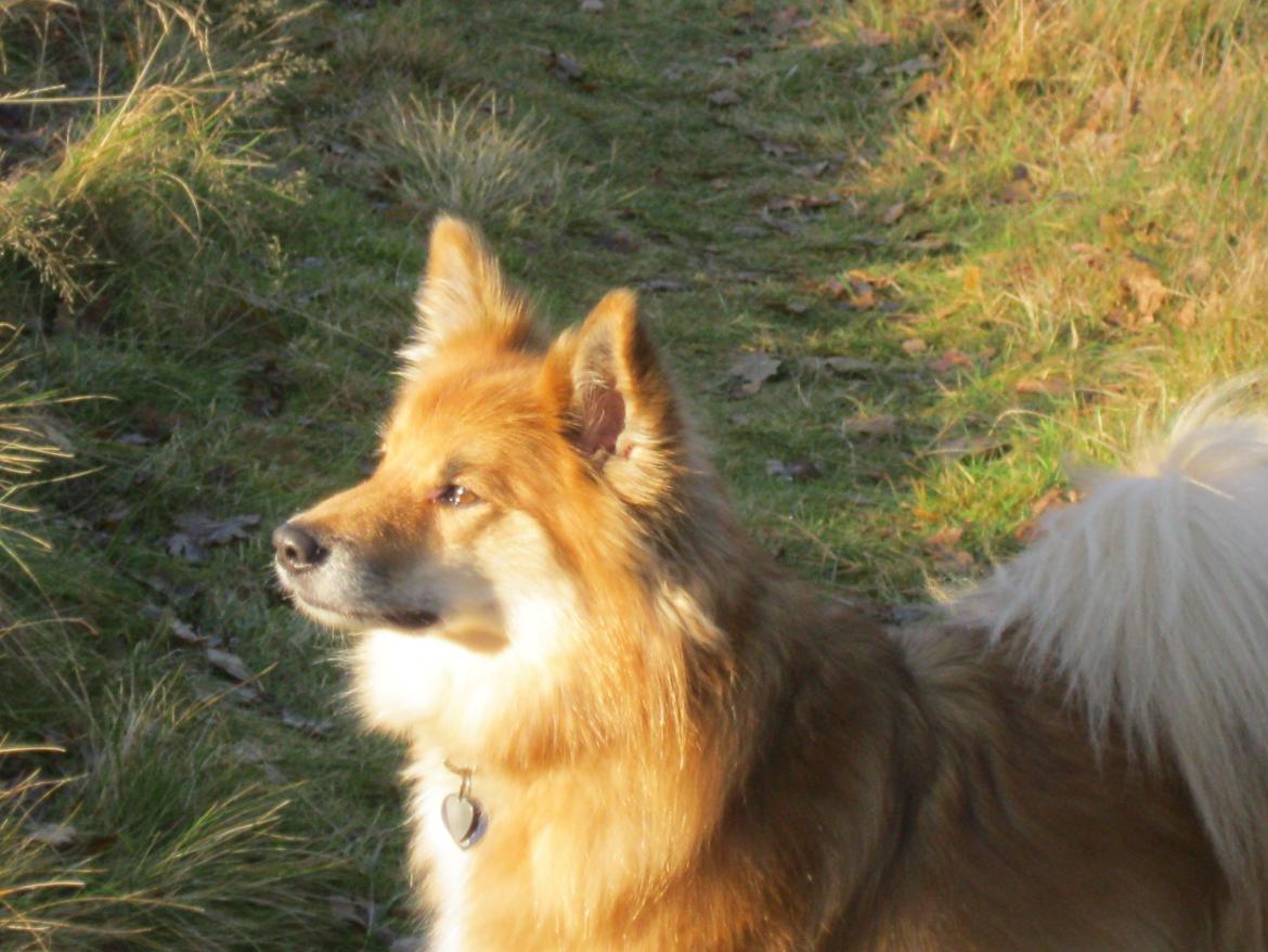 Islandsk fårehund Coco billede 1