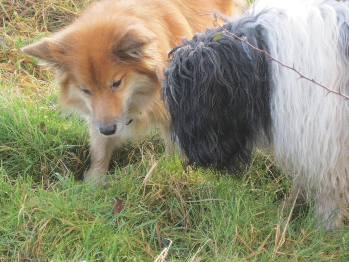 Islandsk fårehund Coco - Måske er der en mus billede 2