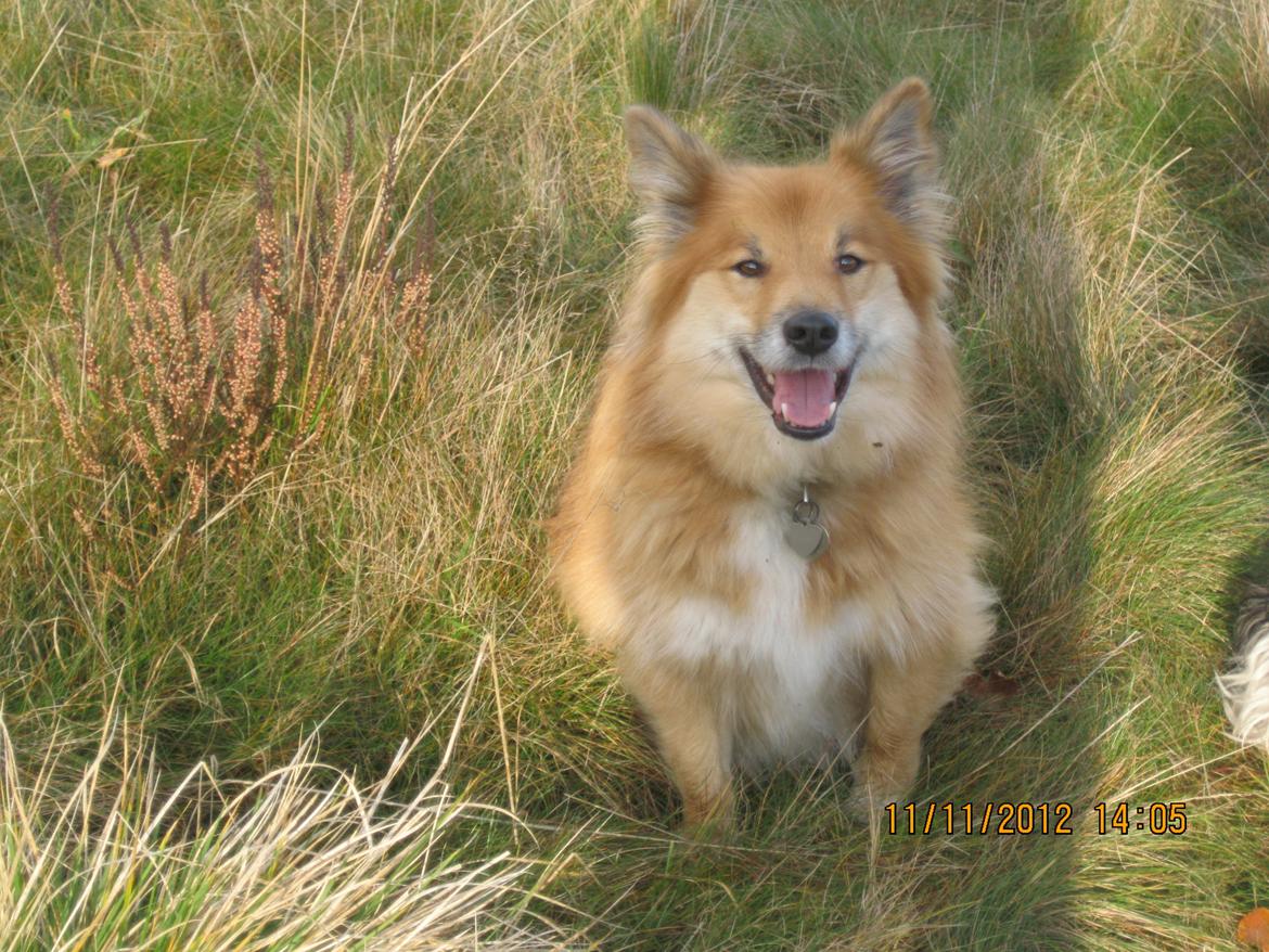 Islandsk fårehund Coco billede 3