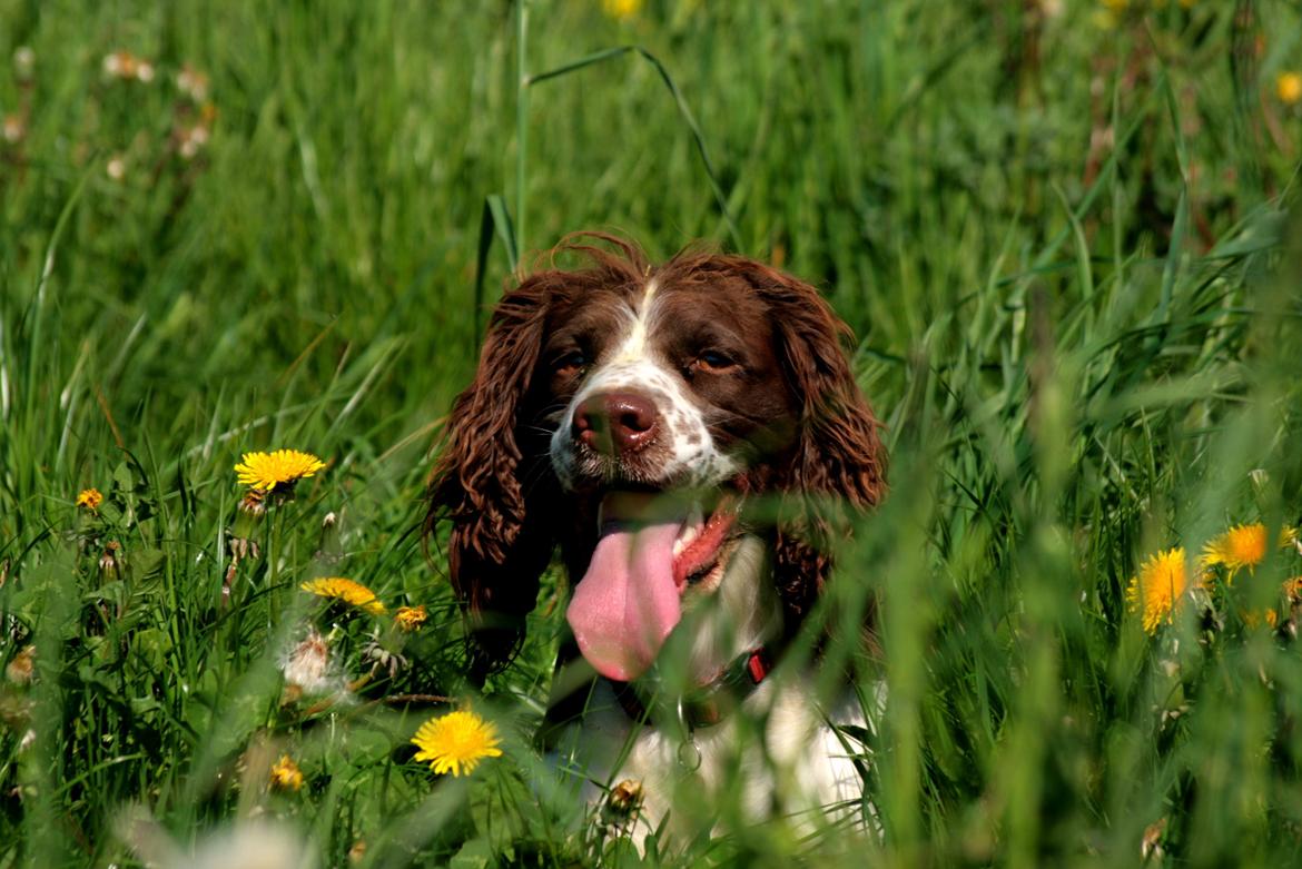 Engelsk springer spaniel Lady billede 1