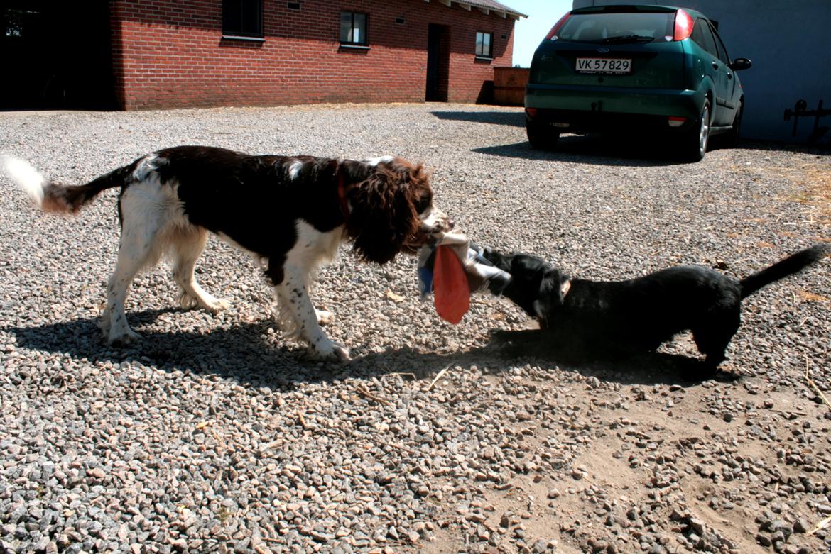 Engelsk springer spaniel Lady billede 2