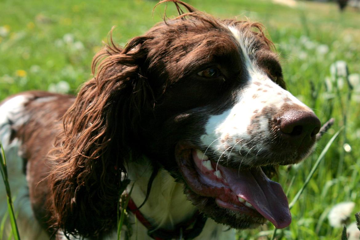 Engelsk springer spaniel Lady billede 3