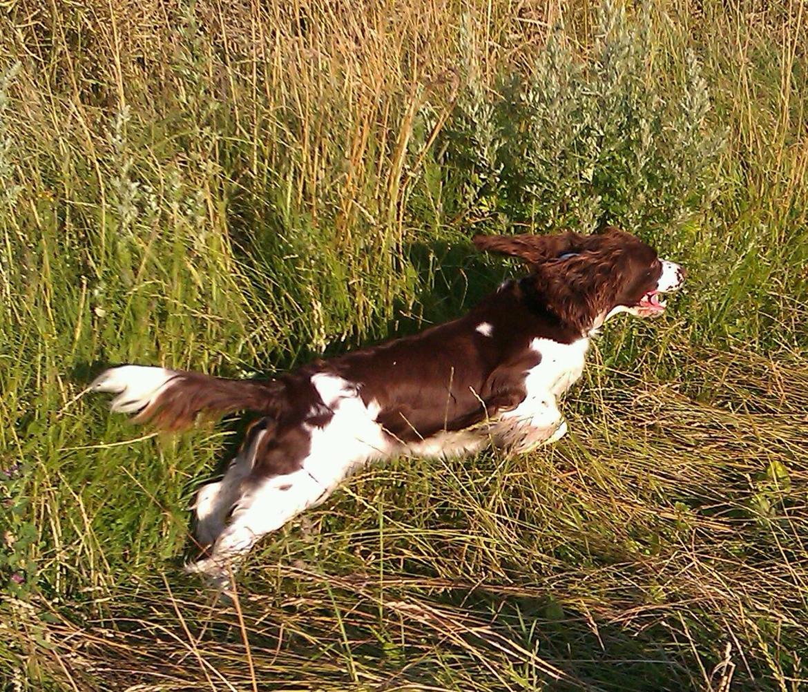 Engelsk springer spaniel Lady billede 4