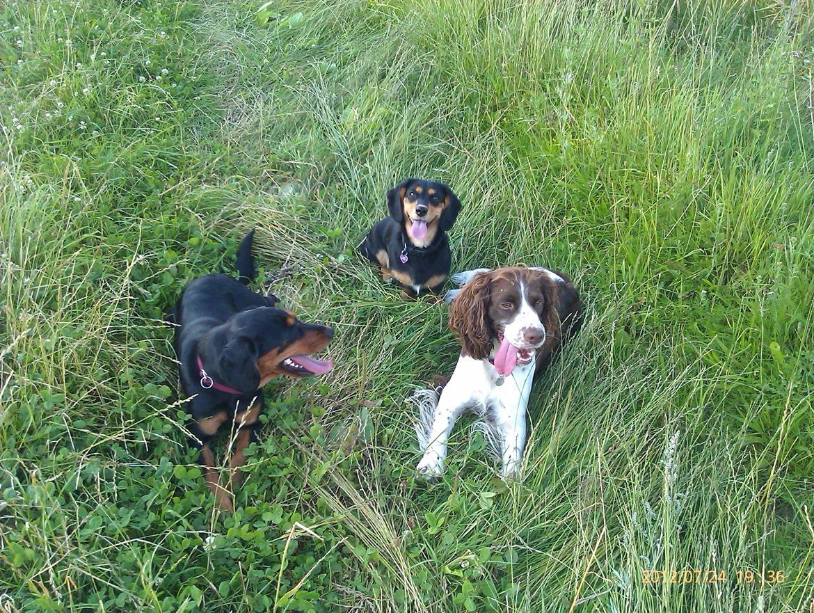 Engelsk springer spaniel Lady billede 5