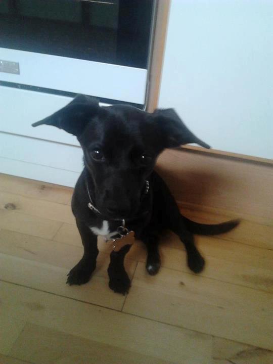 Blanding af racer Mini billede 3