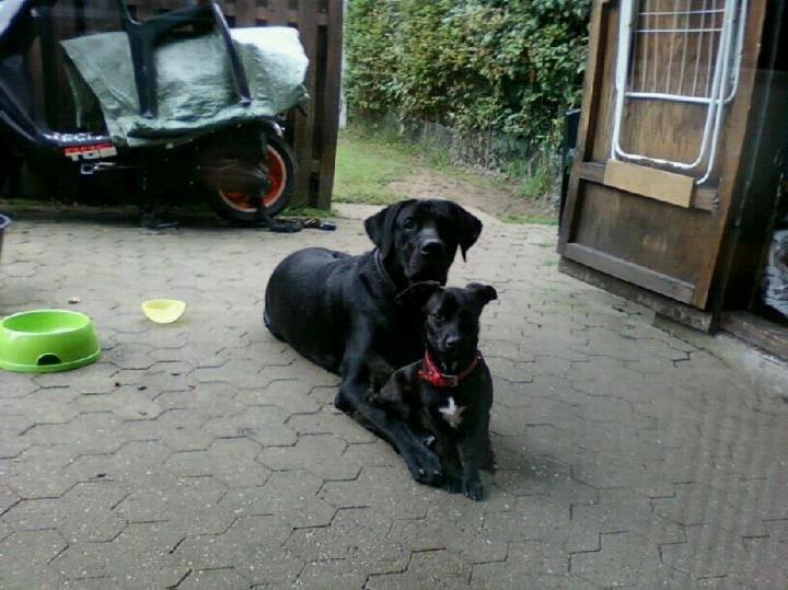 Blanding af racer Mini billede 5