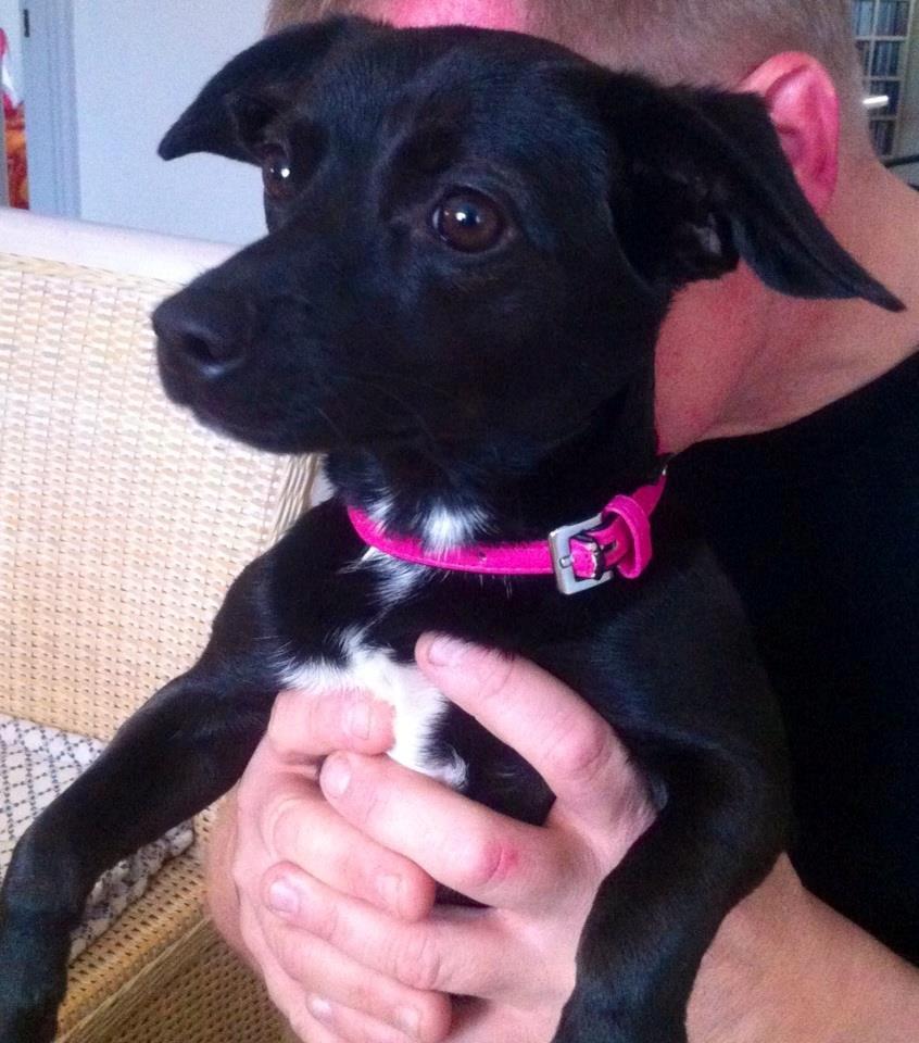 Blanding af racer Mini billede 4