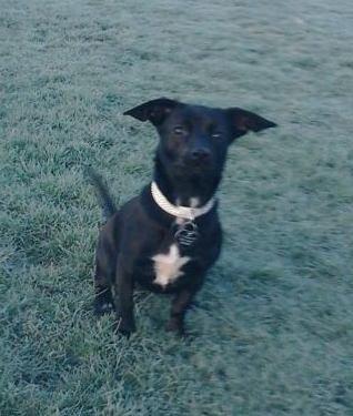 Blanding af racer Mini billede 6