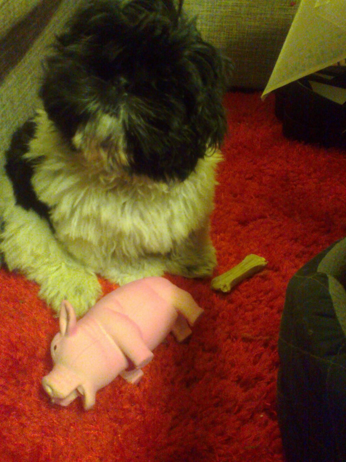 Blanding af racer Bashet - Bashet med sin julegave billede 10