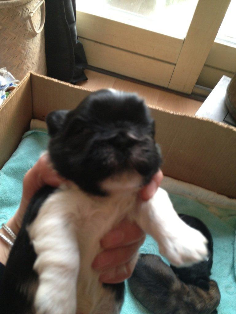 Blanding af racer Bashet - Bashet 2 uger gammel  billede 11